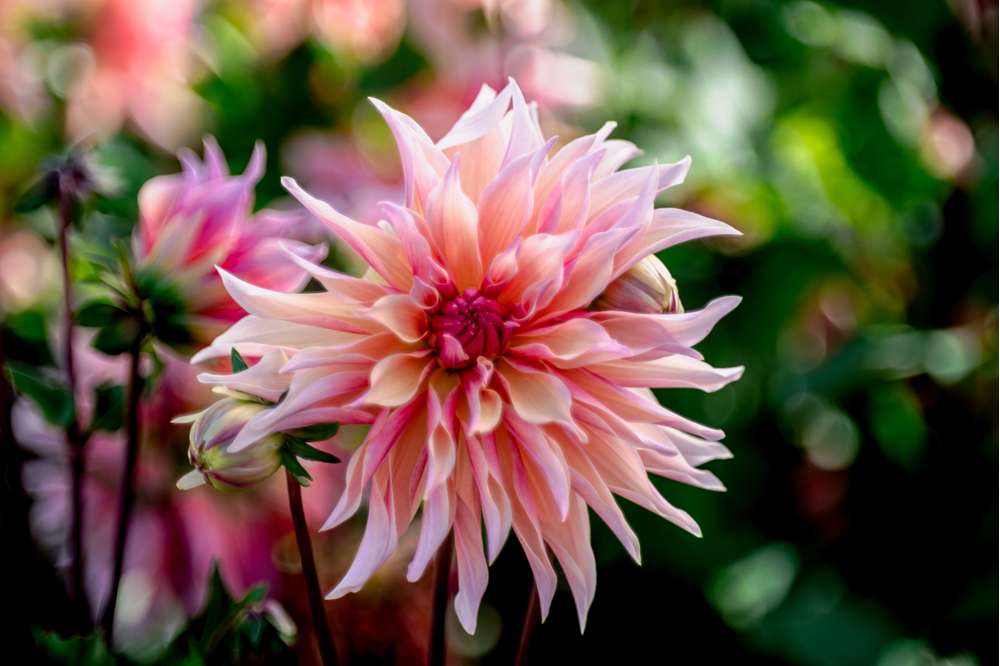 Dahlia 'Labyrinth'